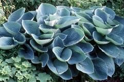 Hosta sieboldiana. (Foto: dpa)