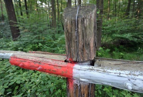 Blick in den Leinawald bei Langenleuba-Niederhain in der Nähe von Altenburg an der Landesgrenze zwischen Sachsen und Thüringen. (FOTO: DPA)