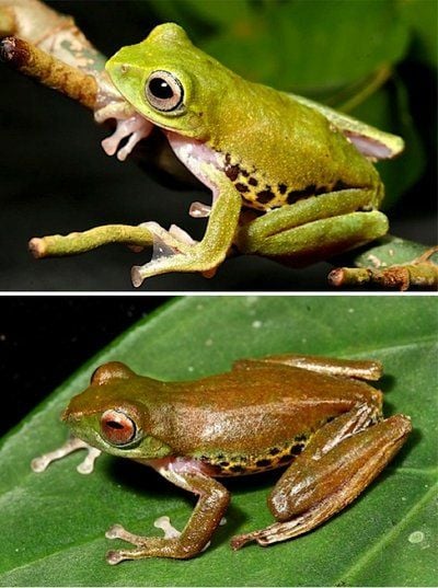 Ein Mulu-Frosch (Rhacophorus penanorum), der von Forschern auf der südostasiatischen Insel Borneo entdeckt wurde (Bildkombo). Der fliegende Frosch, der Flughäute zwischen Zehen und Fingern hat, kann seine Farbe je nach Tageszeit von hellgrün (oben) in der Nacht zu braun am Tag verändern. (FOTO: DPA)