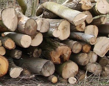 Damit Brennholz schnell trocknet, sollte es überdacht an einem luftigen Platz liegen.