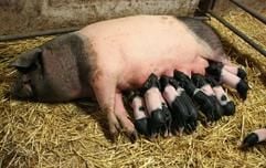 Die Ferkel der Zuchtsau «Henny» von Züchter Fritz Weber in Wormsdorf (Bördekreis) bei einer Mahlzeit. (Foto: dpa)