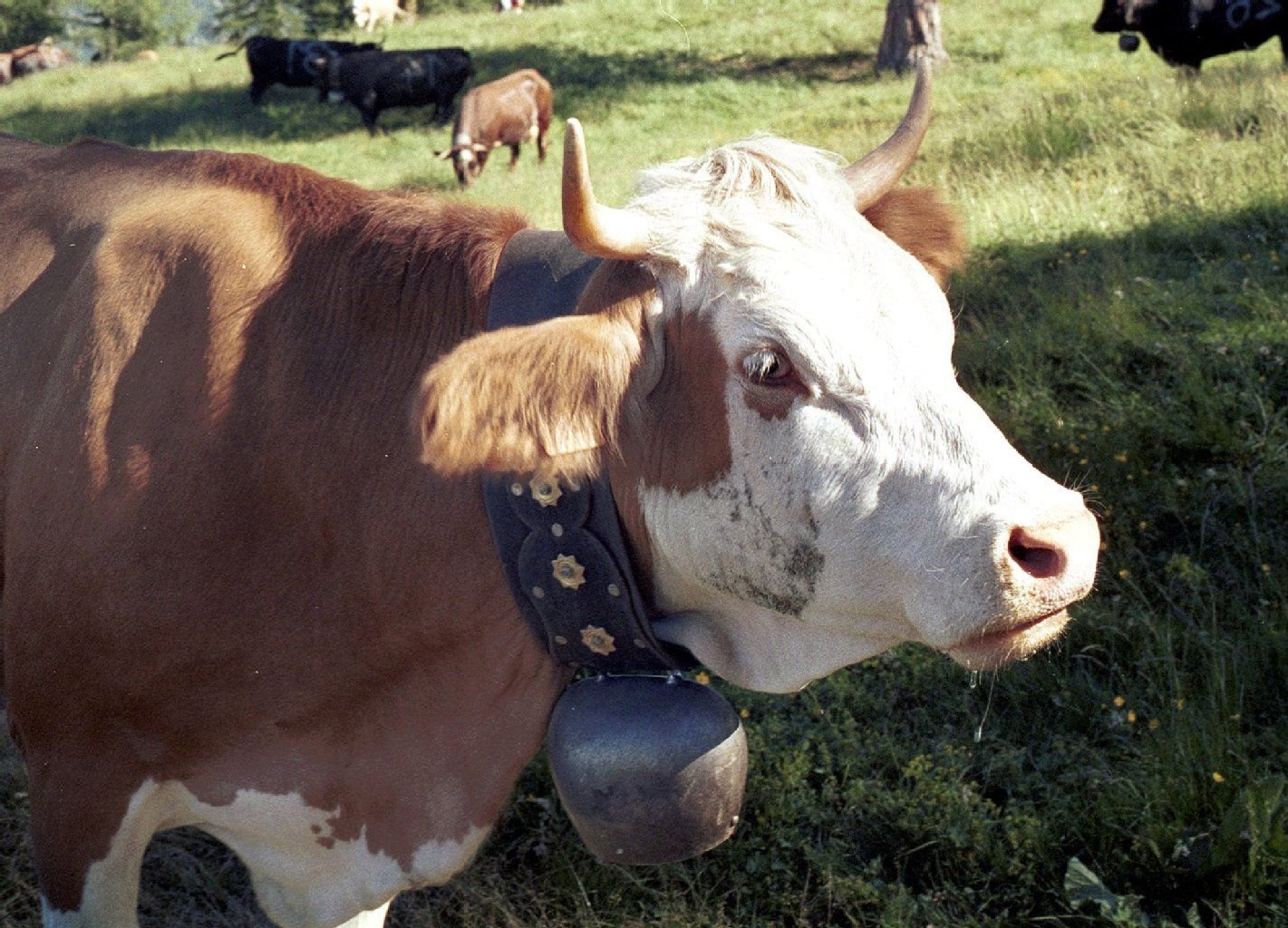 Eine Eringerkuh mit einer Glocke um den Hals steht auf einer Alpwiese in der Nähe des schweizerischen Dörfchens Gspon.