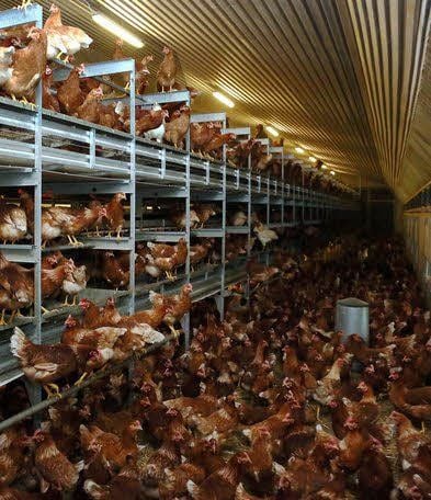 Blick in den neuen Stall mit der doppelstöckigen Voliere