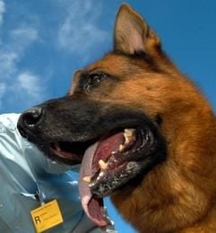 Schäferhund (Foto: dpa)