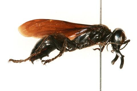 Ein Forscher des Berliner Naturkundemuseums hat in der Sammlung des Museums dieses Exemplar einer bislang unbekannten Monster-Wespe entdeckt (FOTO: DPA)