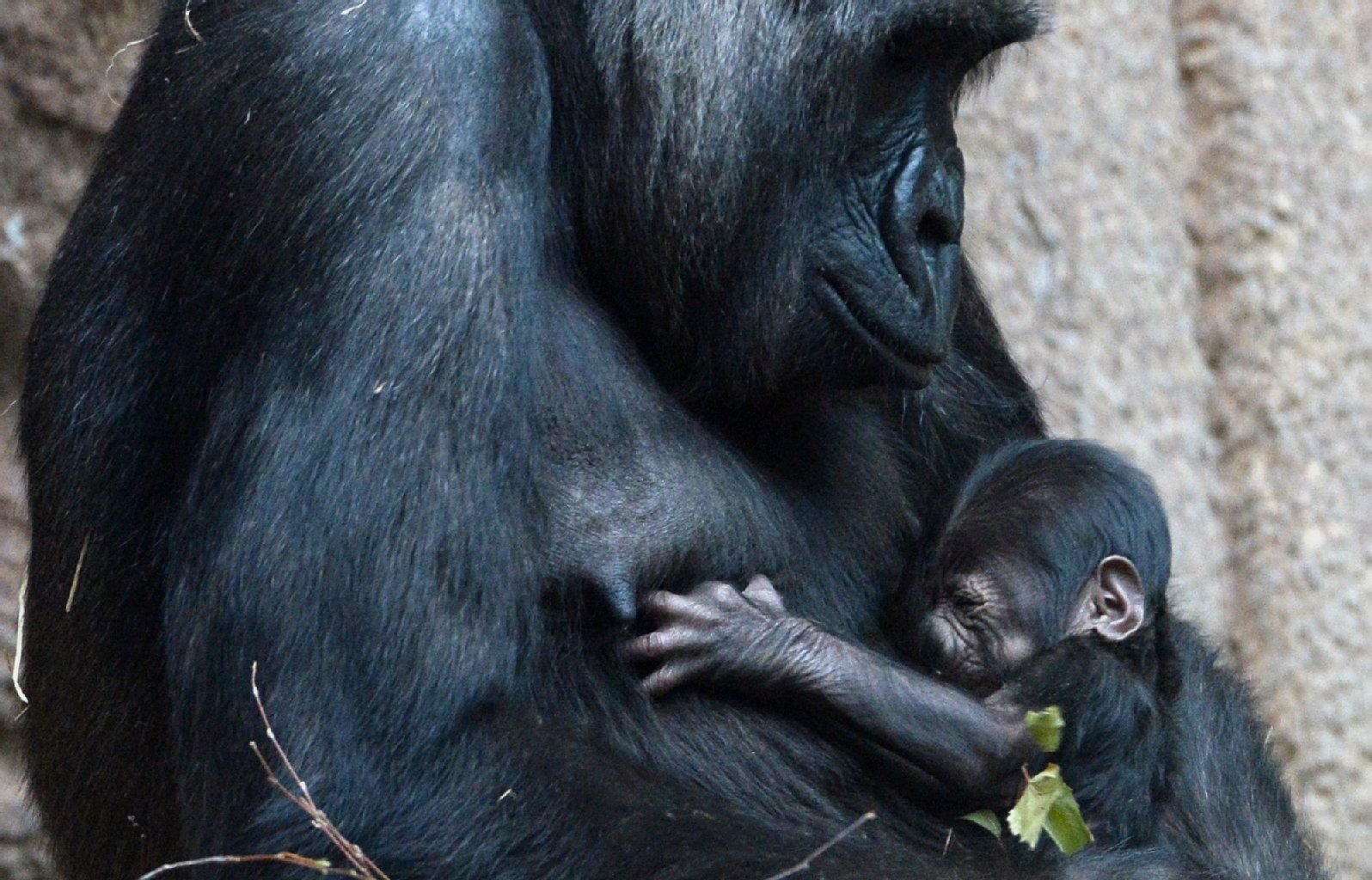 Gorilla-Weibchen Kibara trägt am 05.12.2013 im Zoo Leipzig (Sachsen) ihr drei Tage altes Baby.