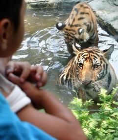 In einem thailändischen Zoo sind mindestens 23Tiger an der Vogelgrippe gestorben. (Foto: dpa)