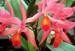 Belohnung durch kräftige Farben und edle Formen: Orchideen danken gute Pflege mit ihrer Blütenpracht. (Foto: dpa)