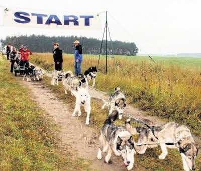 Start, die Ungeduld hat ein Ende: In Sekundenschnelle bringen die vierpfotigen Rennläufer das Gefährt mit Musher Klaus Barth auf Tempo.