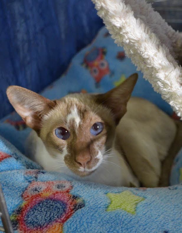Eine Katze der Rasse „Orientalisch Kurzhaar“