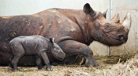 Das neugeborene Nashorn steht im Zoologischen Garten in Magdeburg neben seinem Muttertier. (FOTO: DPA)