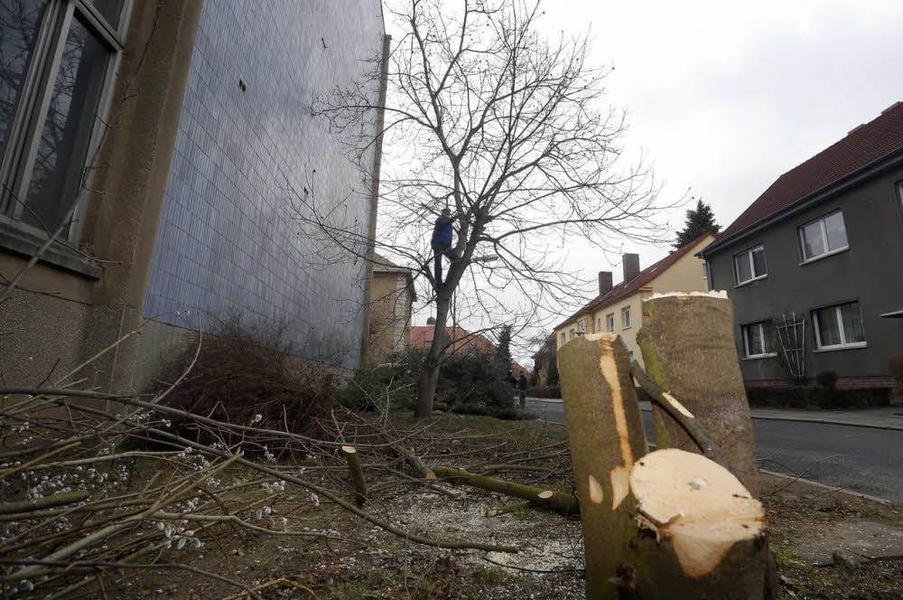 In der Luxemburgstraße sind am Donnerstag Bäume gefallen. Die Anwohner wollten das mit Unterschriftensammlungen verhindern. Da dies nichts brachte, kletterten sie gestern auf Bäume, wie Hans Romahn auf einen Nussbaum.