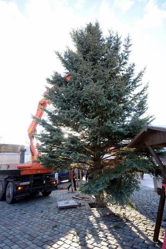 Am Dienstag wurde der zwölf Meter hohe, knapp zwei Tonnen schwere Weihnachtsbaum auf dem Markt aufgestellt. Er kommt aus Cottbus.
