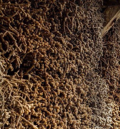 Reisigbündel des Gradierwerks in Bad Dürrenberg.