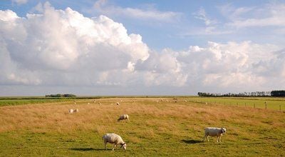 Ameland wirkt wie eine einzige riesengroße Schafweide - am Himmel stehen weiße, flauschige Wolken, bewegungslos wie aus Watte. (FOTO: DPA)
