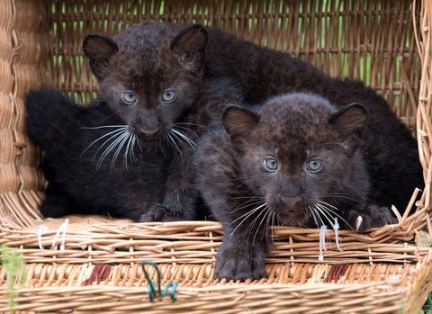 Die am 26. April 2012 geborenen Panther-Jungtiere Remaong (männlich) und Ferra (weiblich) im Tierpark Berlin. (FOTO: DPA)