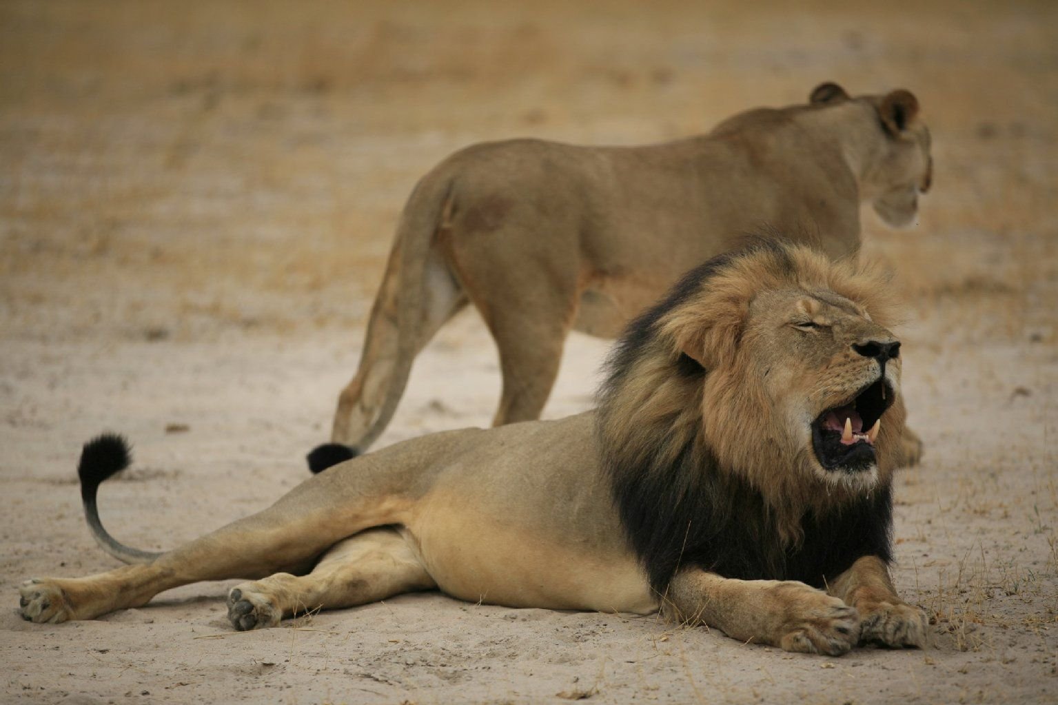 Der beliebte Löwe Cecil mit seiner charakteristisch schwarzen Mähne wurde erschossen und geköpft.