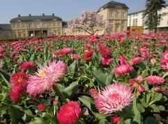 Tausendschön blühen vor Eröffnung der Bundesgartenschau 2007 im Geraer Küchengarten mit der sanierten Orangerie im Hintergrund. (Foto: dpa)