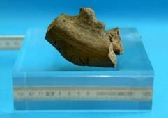 Die mit 7.000 Jahren älteste männliche Tonfigur Mitteleuropas liegt am Donnerstag (21.08. 2003) im Landesamt für Archäologie in Dresden-Klotzsche auf einem Glasblock. Der außergewöhnliche Fund wurde am Dienstag (19.08.2003) bei Zschernitz im Landkreis Delitzsch bei Grabungsarbeiten an einer Erdgastrasse entdeckt. Die Figur wurde vom Landesamt - nach dem Fundort - «Adonis von Zschernitz» genannt. Der teils tätowierte Torso wurde auf 5000-4900 vor Chr. in die jungsteinzeitliche Bandkeramik-Kultur datiert. (Foto: dpa)