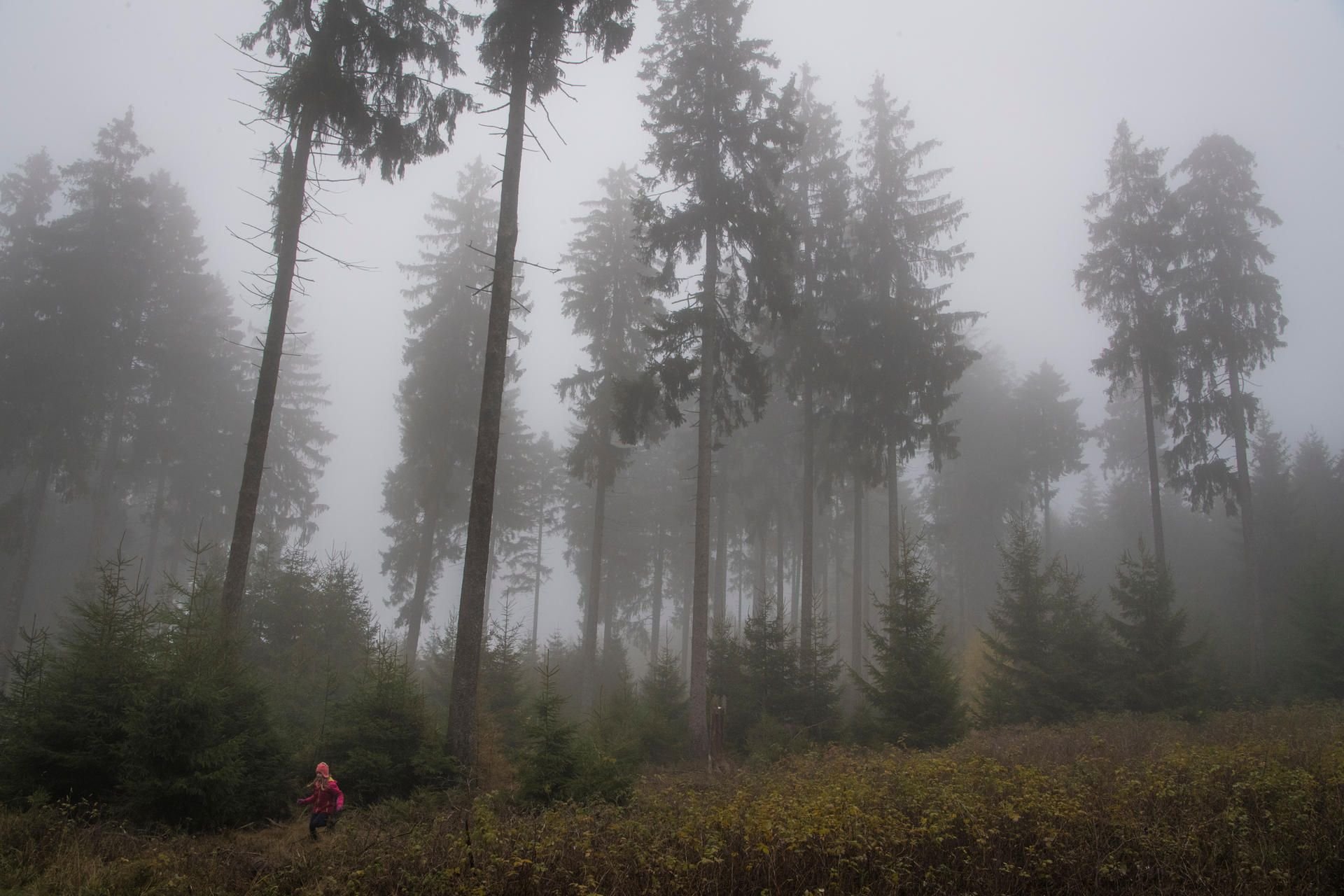 Nebel durchzieht ein Waldstück: Im Harz bei Schierke wurde am Sonntagmorgen eine Leiche gefunden.