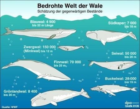 Bedrohte Welt der Wale (Grafik: dpa)