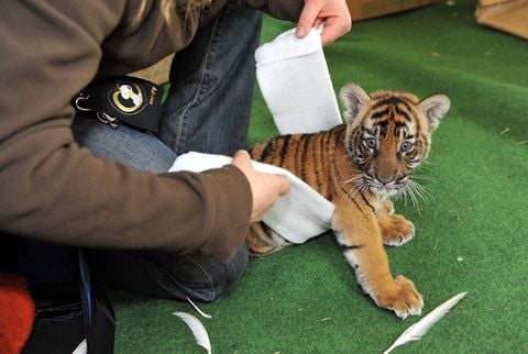 Physiotherapie für Tiger-Baby Ranga (FOTO: THOMAS MEINICKE)