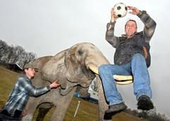 Einen Fußball hält Sonni Frankello (r.) hoch und sitzt dabei auf dem Elefantenhof im mecklenburgischen Platschow (Kreis Parchim) auf den Stoßzähnen der Elefantendame "Sandra" (Archivbild vom 31.03.2006). Bei einem Unfall in der Elefantenanlage der Zirkusfamilie Frankello in Platschow ist am Samstag (10.03.2007) ein 22-jähriger Mann lebensgefährlich verletzt worden. (Foto: dpa)