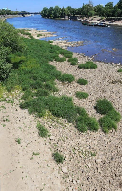 Der niedrige Wasserstand der Elbe in Magdeburg hat Teile des Domfelsens freigelegt.