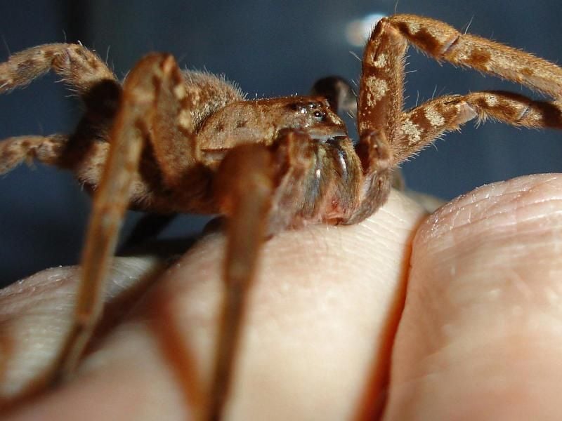 Wer in südliche Länder reist, muss mit dem Besuch exotischer Spinnen auf dem Hotelzimmer rechnen.