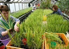 Erosionsschutzgras soll mithilfe eines neu entwickelten Vitalgranulats für einen grünen Wall um Peking sorgen. Gepflegt wird es in einem Gewächshaus der Bitterfelder Firma AMycor GmbH. (Foto: dpa)