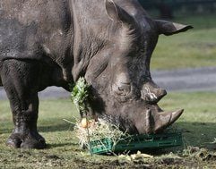 Breitmaulnashornbulle Charly frisst in Hodenhagen im Serengeti-Park ein Geschenk zu seinem 50. Geburtstag, das aus verschiedenem Obst bestand. (Foto: ddp)