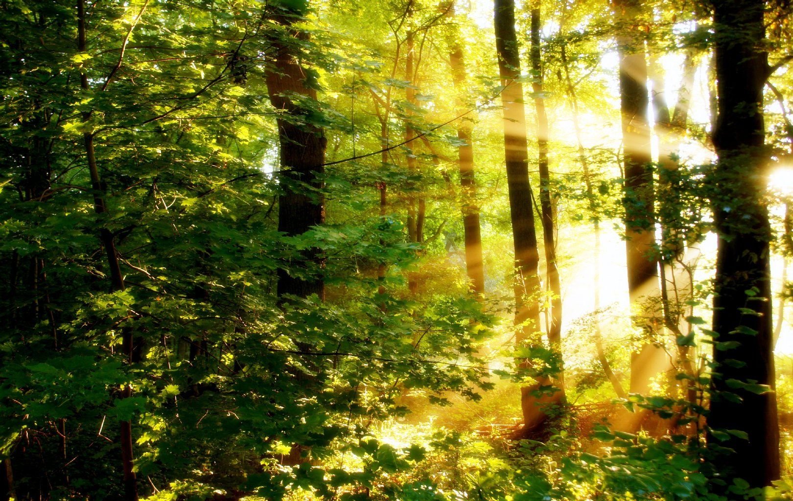 Platz 2: "Sonnendurchflutete Waldlichtung im Saalegaster Forst" von Susanne Meier aus Raguhn-Jeßnitz.
