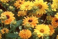 Gelb, Rot und Braun sind die vorherrschenden Farben der Sonnengesichter - hier das Sonnenauge (Heliopsis 'Venus') und die Rudbeckie (Rudbeckia hirta 'Marmelade'). (Foto: dpa)