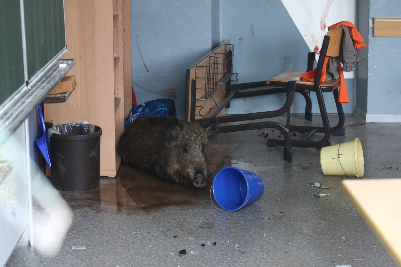 Ein rund 30 Kilogramm schweres Wildschwein sitzt in einem Klassenzimmer der Grundschule in Frießnitz bei Gera (Thüringen).