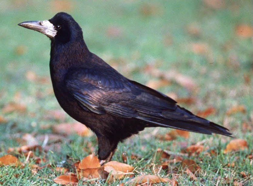Krähe