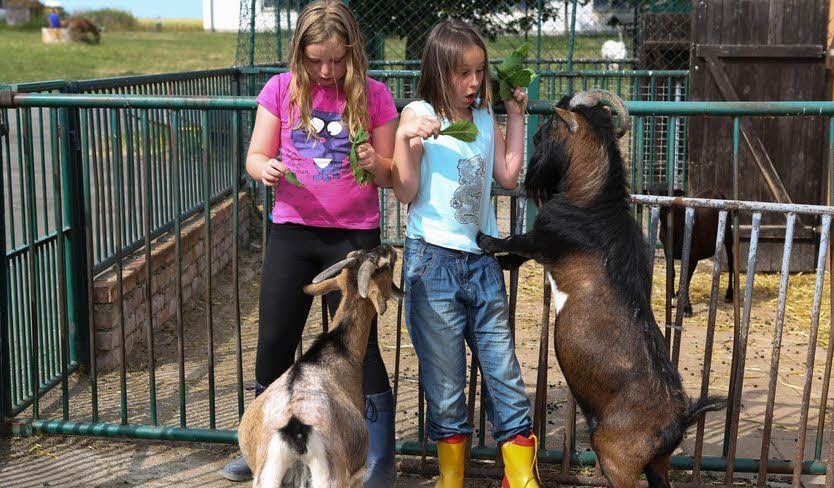 Der Ziegenbock bedient sich selbst am Futter, das Julia (l.) und Lena bringen.