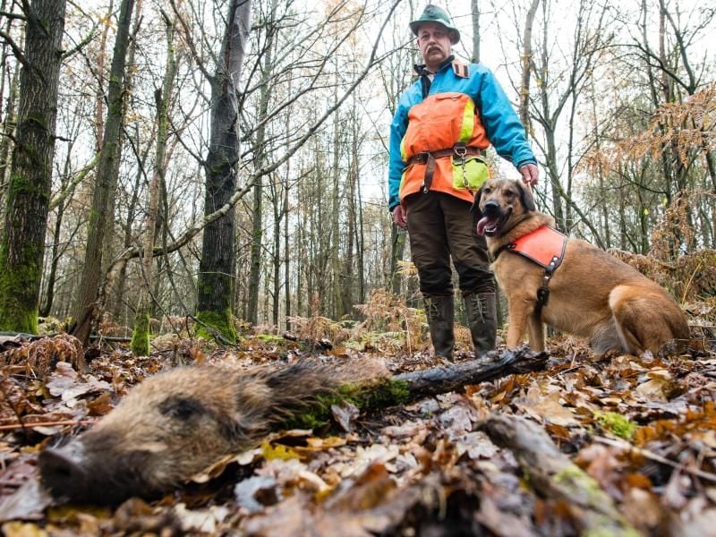 René Wiese und sein Hund Otto stehen neben einem Stück Wildschwein, das Otto beim Training im Wald gefunden hat. Otto ist ausgebildet, tote Wildschweine aufzuspüren, die auf das Virus 'Afrikanische Schweinepest' (ASP) untersucht werden sollen. Foto: Oliver Dietze/dpa