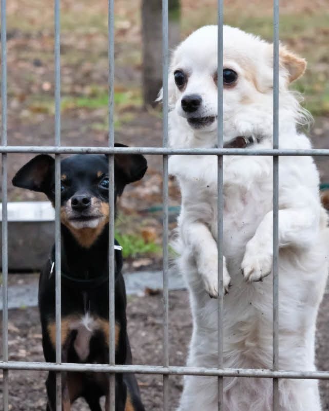 Pinscher Chico (links) und Chihuaha-Mischling Lilly sind total süß - aber schwer vermittelbar.