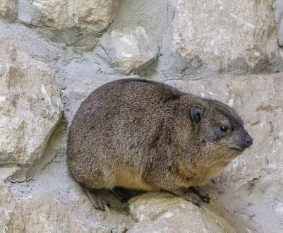 Dafür konnte aber nach seiner Ankunft auch der Klippschliefer verduften.