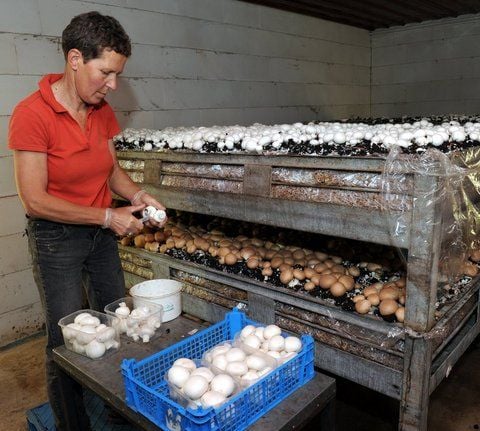 Benedikta Weitzel erntet in Thondorf zweimal täglich selbst angebaute Champions, die derzeit im Hofladen verstärkt gefragt sind. (FOTO: LUKASCHEK)