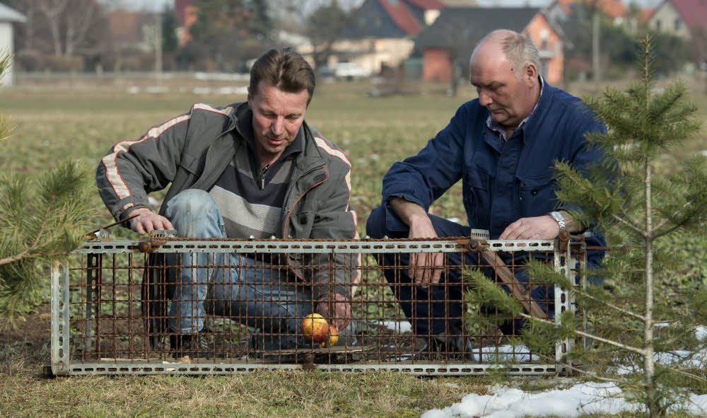Die Bauhofmitarbeiter Rainer Schmidt und Frank Mücke (r.) stellen eine Kastenfalle auf, mit der das Stachelschwein gefangen werden soll.