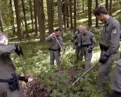 Polizeibeamte durchforsten am Samstag (17.07.2004) einen Wald bei Donauwörth nach Spuren. Reiter fanden in diesem Wald am Feitag (16.07.2004) die Leiche eines seit mehreren Tagen vermissten Schülers. (Foto: dpa)