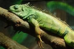 Da macht selbst ein Leguan manchmal schlapp: Dieser hier ruht sich auf einem Ast im Tropenhaus in Thermalbad Wiesenbad im Erzgebirge aus. (Foto: dpa)