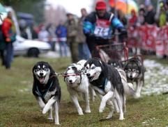 Mit sieben Siberian Huskys geht Gerhard Köster aus Grauen/Niedersachsen vom Sportverein Reinrassige Schlittenhunde Deutschland am Samstag (27.12.2003) im Harzort Benneckenstein, Landkreis Wernigerode, zum 13. Schlittenhunderennen an den Start. (Foto: dpa)