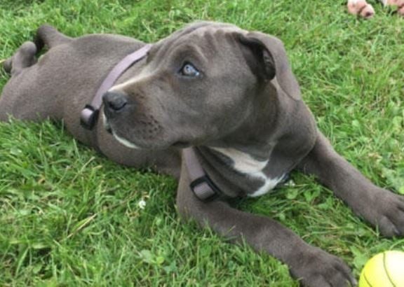 Dieser Hund wurde in Leipzig gestohlen.
