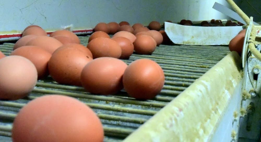 In Sachsen-Anhalt werden ab dem 17. Februar keine Eier aus Freilandhaltung mehr verkauft.