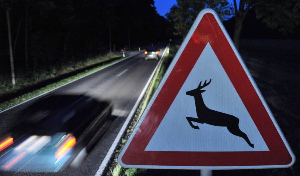 Augen auf die Straße! In der Dämmerung kommt es verstärkt zu Wildunfällen (l.).