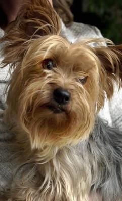 Ein solcher Yorkshire-Terrier wurde am Samstagabend von einem Rhodesian Ridgeback angegriffen und zu Tode gebissen.