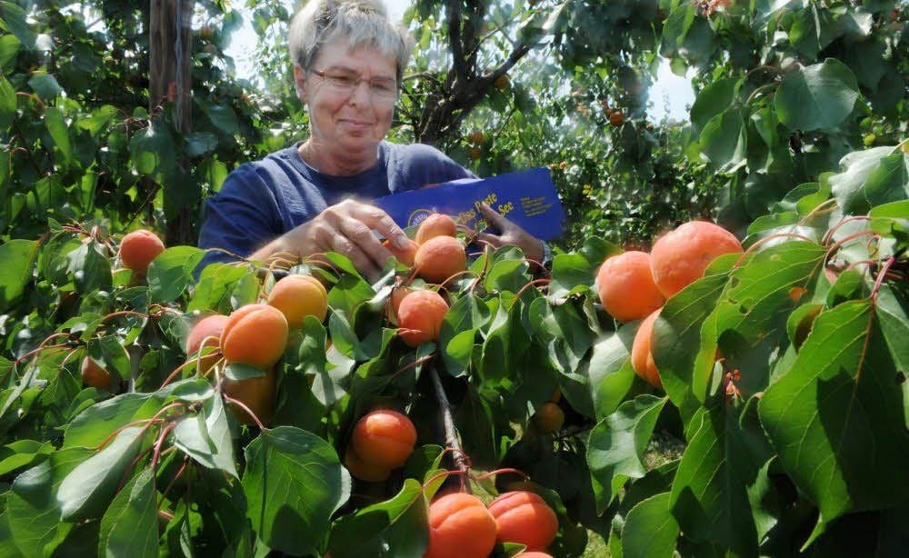 Manuela Bindseil vom Obsthof am Süßen See macht das Pflücken der Aprikosenfrüchte Spaß.