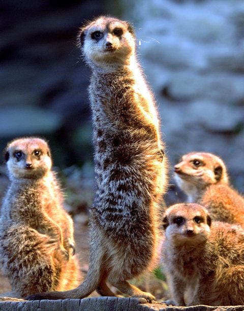 Eine Erdmännchenfamile steht am 13.02.2006 im abendlichen Sonnenlicht im Frankfurter Zoo. (FOTO: DPA)